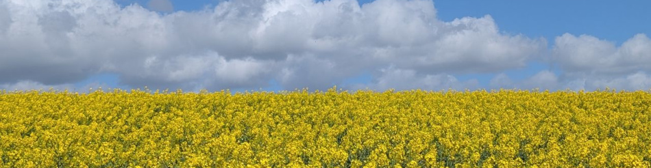 Haddiscoe and Toft Monks